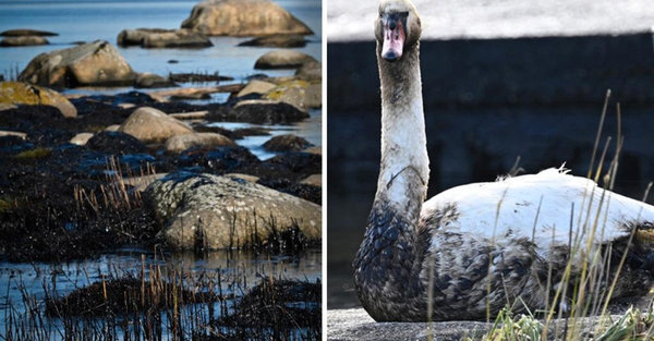    В Швеции паром сел на мель и спровоцировал экологическую катастрофу