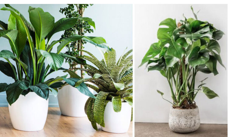 Проверенные временем и нашим климатом виды можно легко приобрести в ближайшем профильном магазине или получить в дар от друзей и знакомых. Наиболее стойкие обитатели отечественных подоконников: Сансевиерия, в простонародии называемая «тещин язык» или «щучий хвост», свое прозвище получила за вытянутую в высоту заостренную мясистую и густую листву едко-зеленого цвета с муаровыми разводами. Это травянистое растение неплохо растет даже при недостатке естественного освещения и, благодаря естественной элегантности форм, способно оттенить акценты в интерьере; Нефролепис – неприхотливое и крупное растение из рода папоротниковых. Благодаря фактурным ниспадающим ветвям цветок наиболее интересно смотрится будучи размещенным на возвышении. Желательно следить за влажностью грунта, не допуская пересыхания. Хлорофитум – травянистое растение, образующее в горшке пышную шапку из тонких и длинных изогнутых листьев. Трава является великолепным биофильтром, благодаря чему очень часто украшает интерьер в детских учреждениях. Каланхоэ – яркий и неприхотливый цветок, способный стать колористическим акцентом в украшении любого интерьера. Основным достоинством растения являются невысокие требования к качеству освещения, желателен не частый, но обильный полив. Бальзамин – красивоцветущее растение, недолюбливающее прямые солнечные лучи, но в остальном не требовательное к уходу. Этот цветок можно разместить в удалении от окна, что следует использовать для украшения интерьера. Фаленопсисы – пожалуй, самый распространенный вид орхидей, по крайней мере в нашей стране. Экзотичный цветок неплохо себя чувствует и регулярно цветет в комнатных условиях, не требуя особого обращения. Единственное – желательно приобрести прозрачный и вентилируемый горшок для здорового роста воздушной корневой системы растения.
