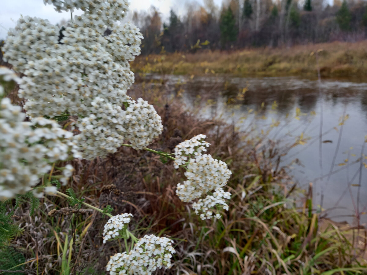 Роскошный тысячелистник