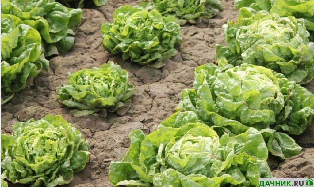 Правильная глубина посева семян