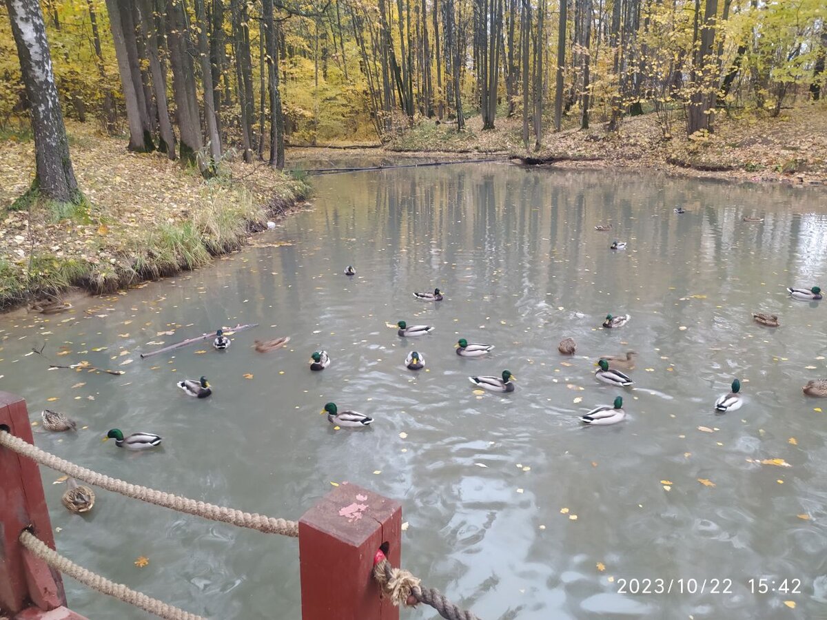 Утиное царство