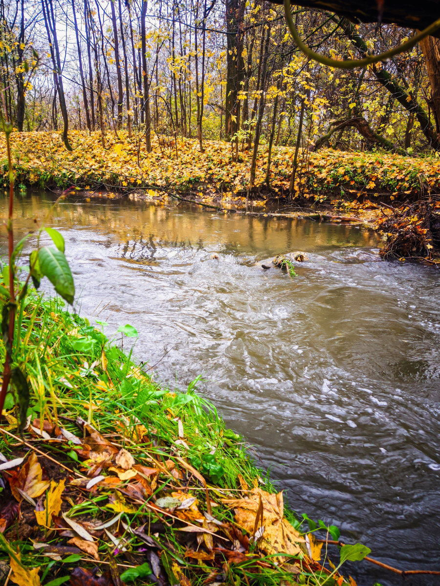Река у дома