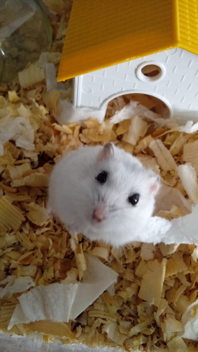 Беляшик папа Регины и Роджера и дедушка Милушки и Рыжика