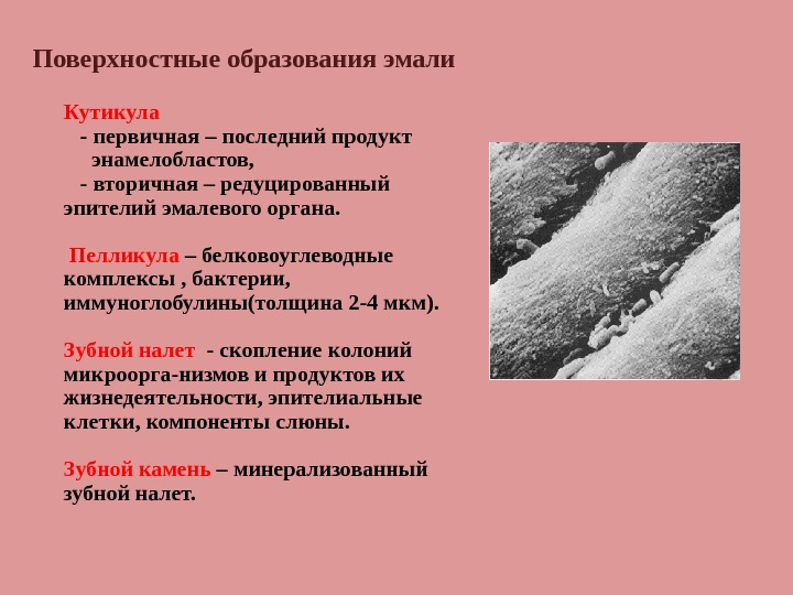 Пелликула зубная бляшка зубной налет. Пелликула эмали. Пелликула зуба под микроскопом. Пелликула зуба биохимия. Кутикула и пелликула эмали.