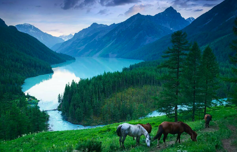 Природа с какого языка. Кучерлинское озеро горный Алтай. Алтай Кучерлинское озеро лошади. Кушеринсие озера Алтай.