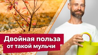 Чем пролить опилки, чтобы они стали идеальным удобрением и мульчей для всего огорода?