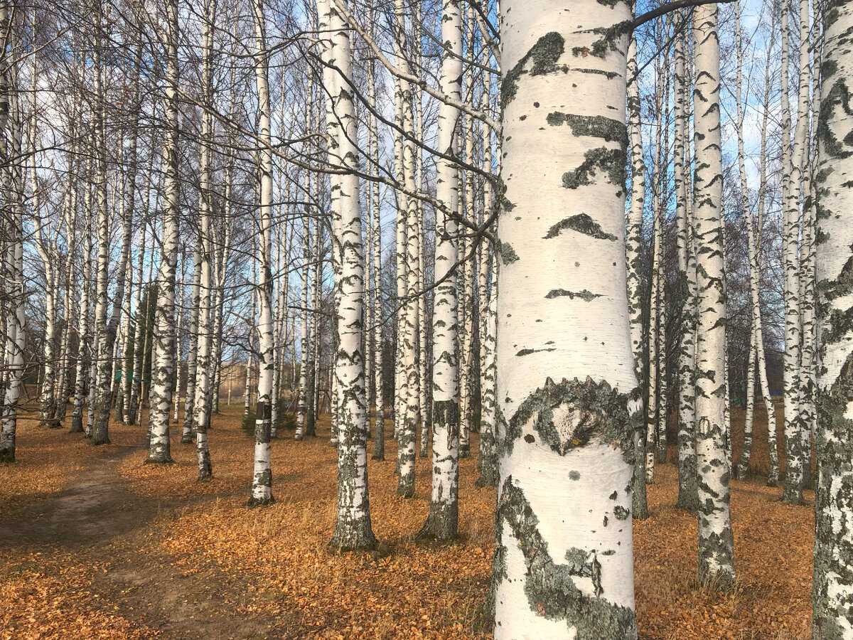 Берёзовая роща Парка реки Кама