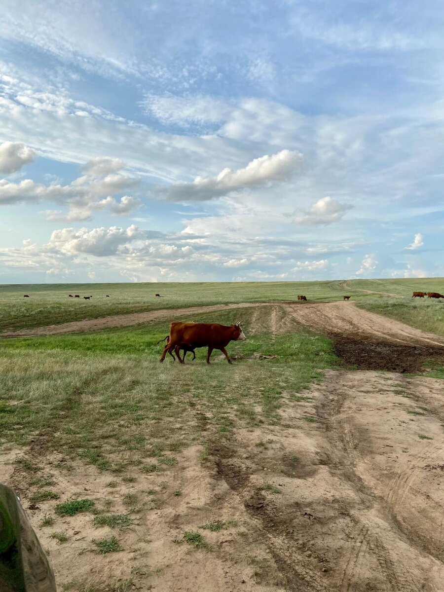 мы встретили стадо коров