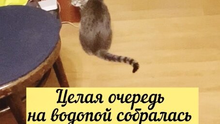 Кошки в очередь встали, чтобы этой водички попить 😽 Что же это за вода такая необыкновенная 🤔