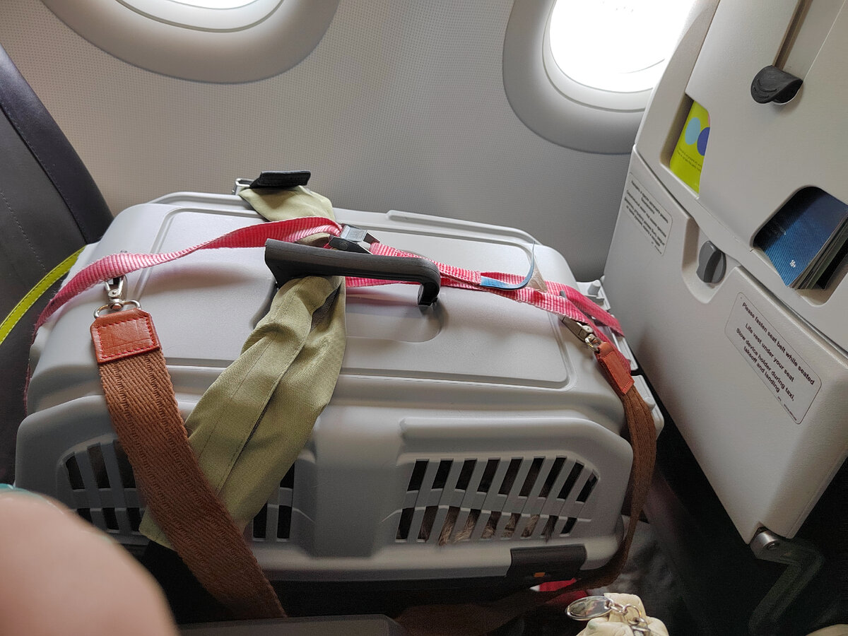 Переноска в самолете