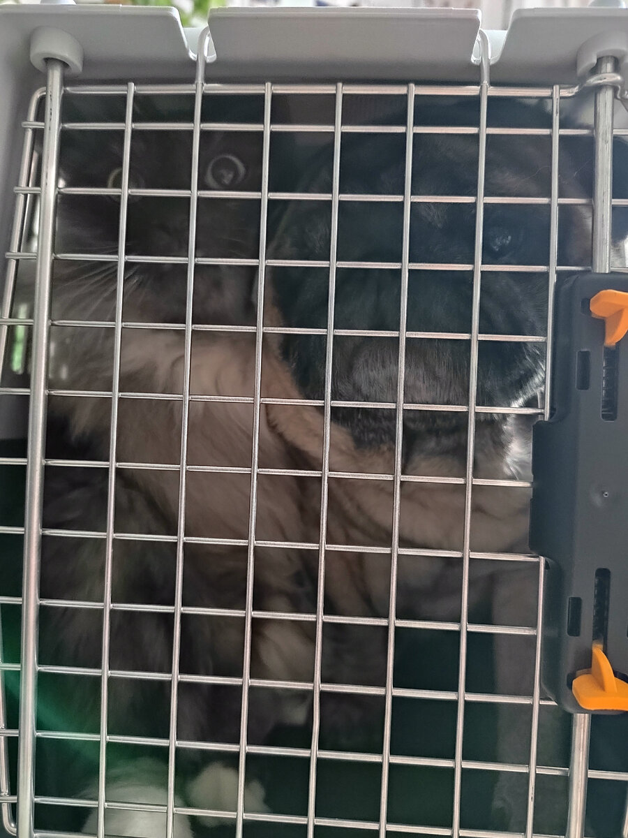 Вместе в переноске