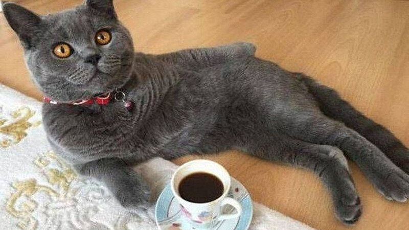     Харизматичные животные. fishki.net