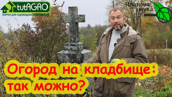 ОГОРОД НА КЛАДБИЩЕ: выращиваю ли я свой урожай на могилах и в этом ли причина моего успеха?