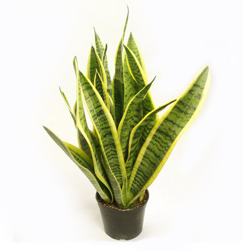 Сансевиерия. 