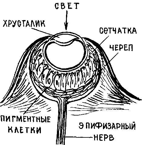 Строение глаза змеи схема