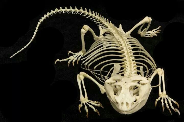Рептилии ребра. Скелет гаттерии. Скелет пресмыкающихся. Скелет варана. Скелет рептилий.