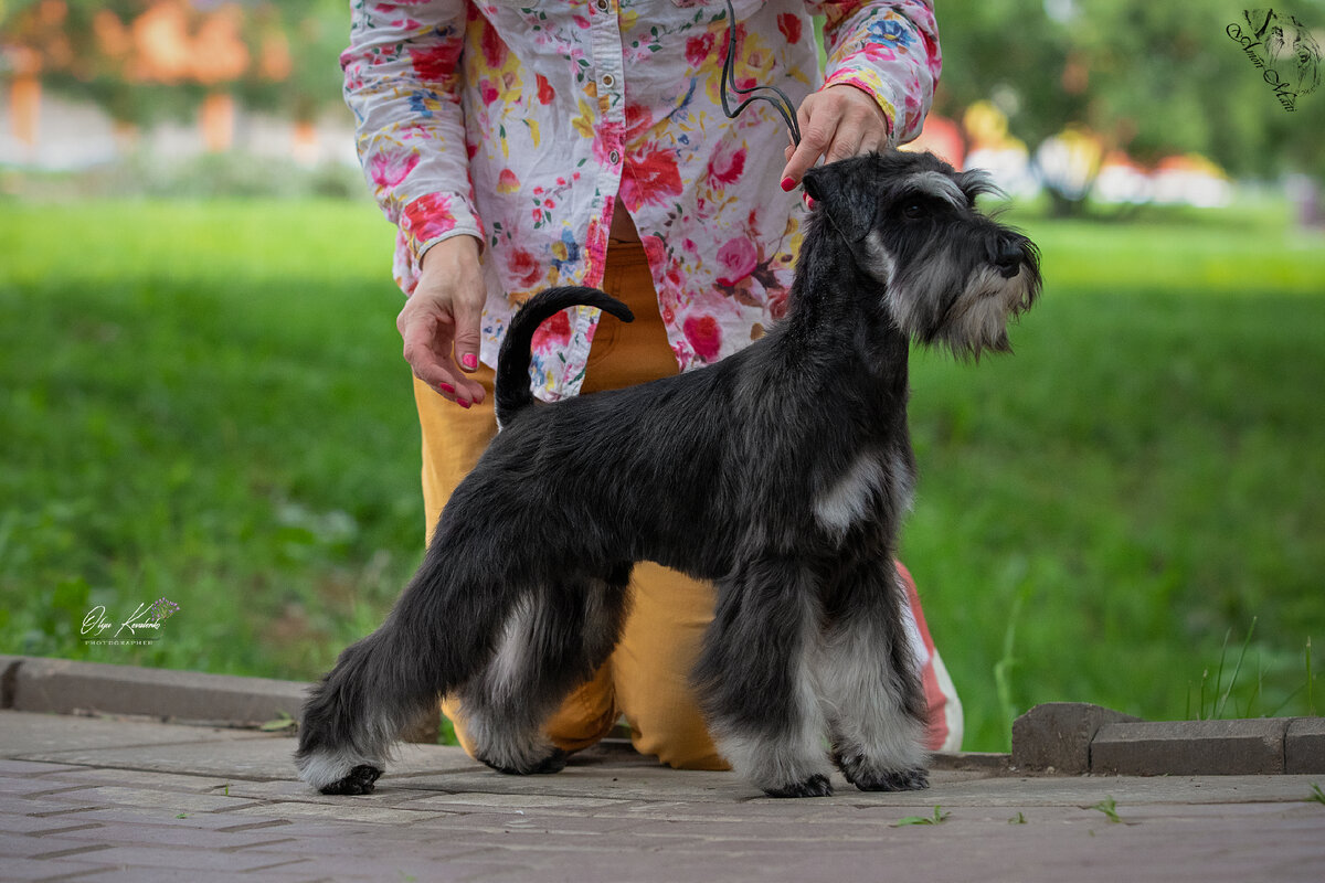 Цвергшнауцер сша. Вана фил. Цвергшнауцер питомник. Порода собак цвергшнауцер. Вана фил.