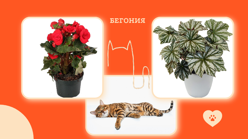 Бегония