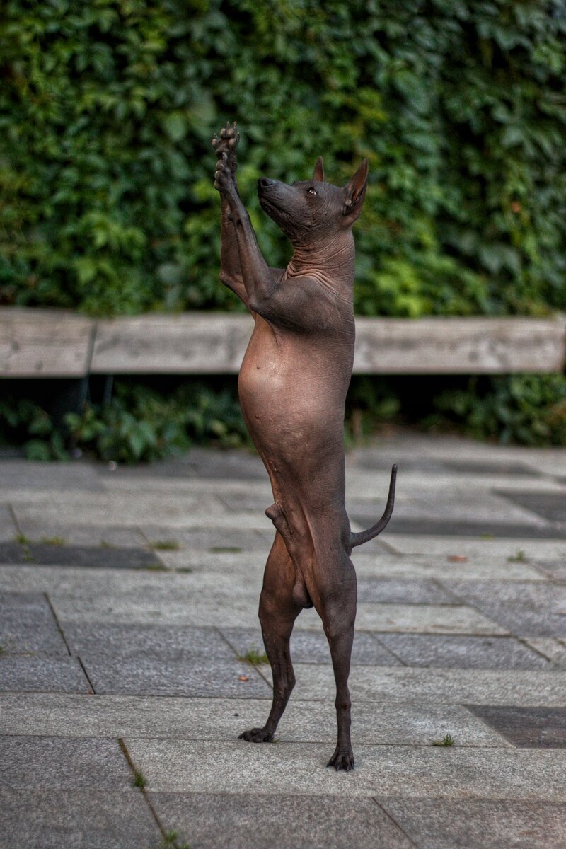 Кенни представитель голой разновидности породы 