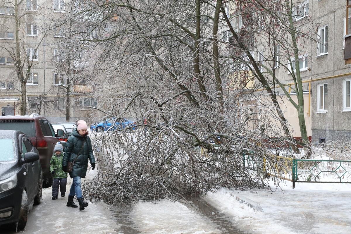    533 дерева упали от снегоа и сильного ветра в Нижнем Новгороде Оксана Снегирева