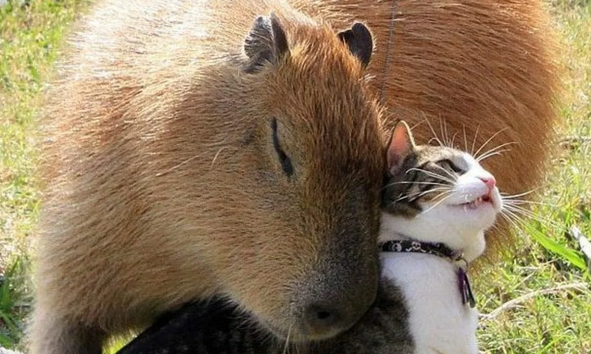 Some people ask why I want a capybara. Those who see this don't tend to ask that