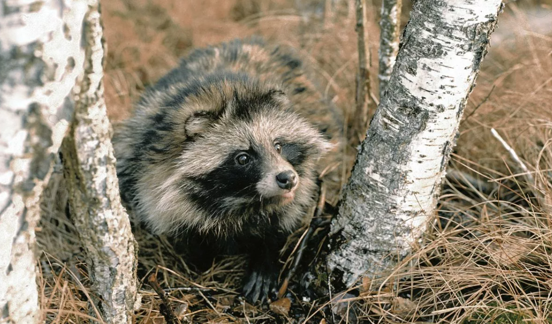   - Raccoon dog