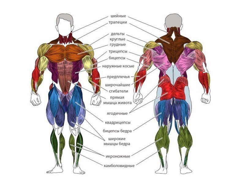 Мышцы называют. Строение тела человека мышцы анатомия. Мышцы человека анатомия названия и картинки. Анатомия мышц человека бодибилдинг. Строение тела мышцы схема.