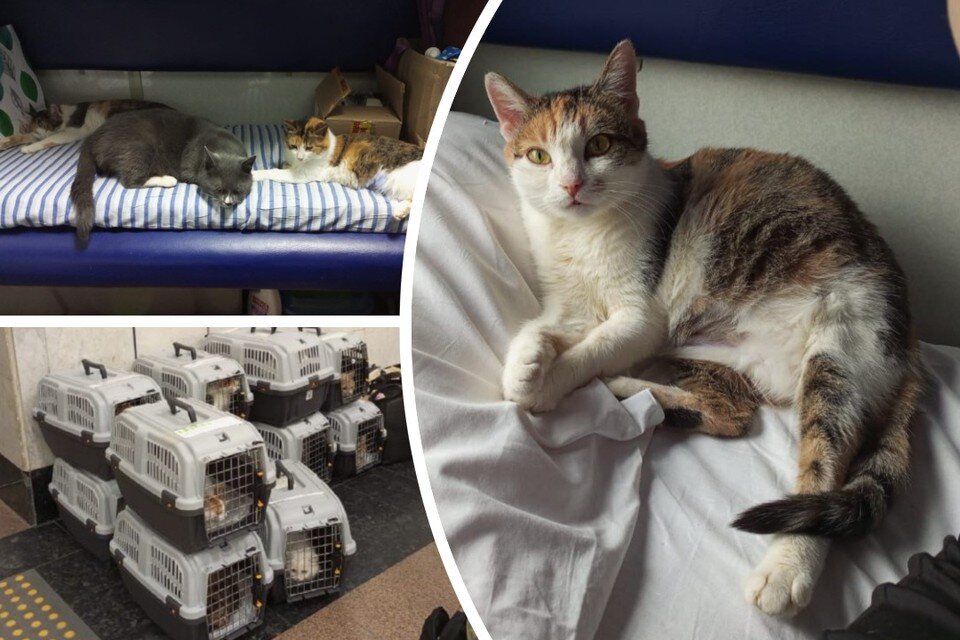    Проводники и пассажиры в Ростове были в шоке от 14 переносок. Фото: Предоставлено Ольгой Смирновой