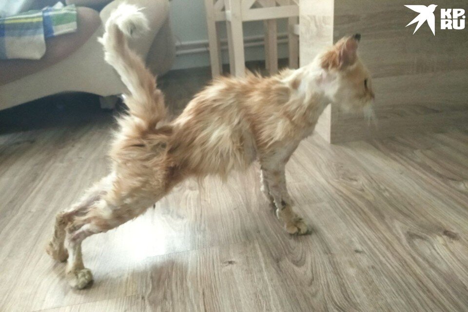    Многих котов спасли в крайнем истощении. Фото: t.me/koshkinDomDonetsk