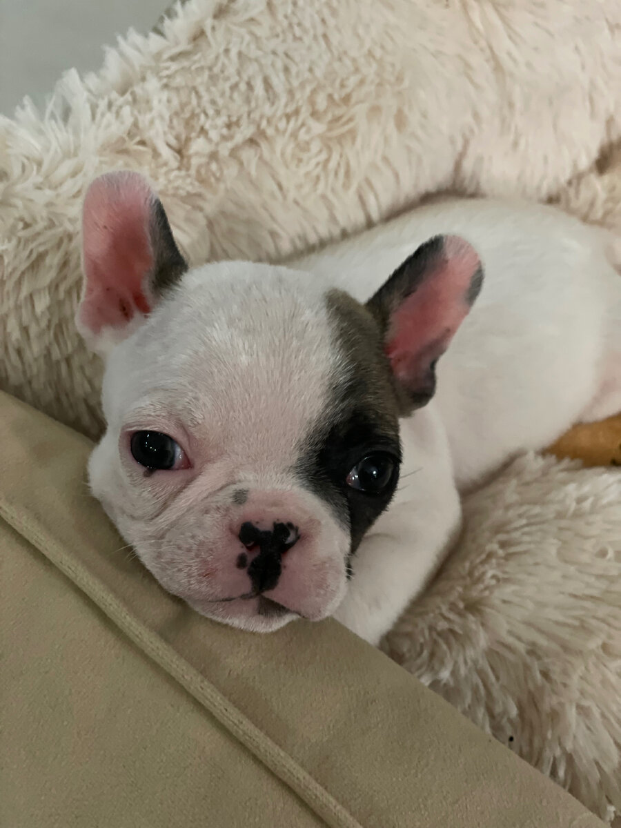 Тайсон первые дни дома 