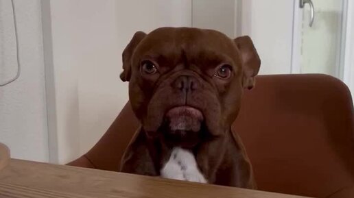 Российская газета | Он не укусит, точно говорю | Дзен