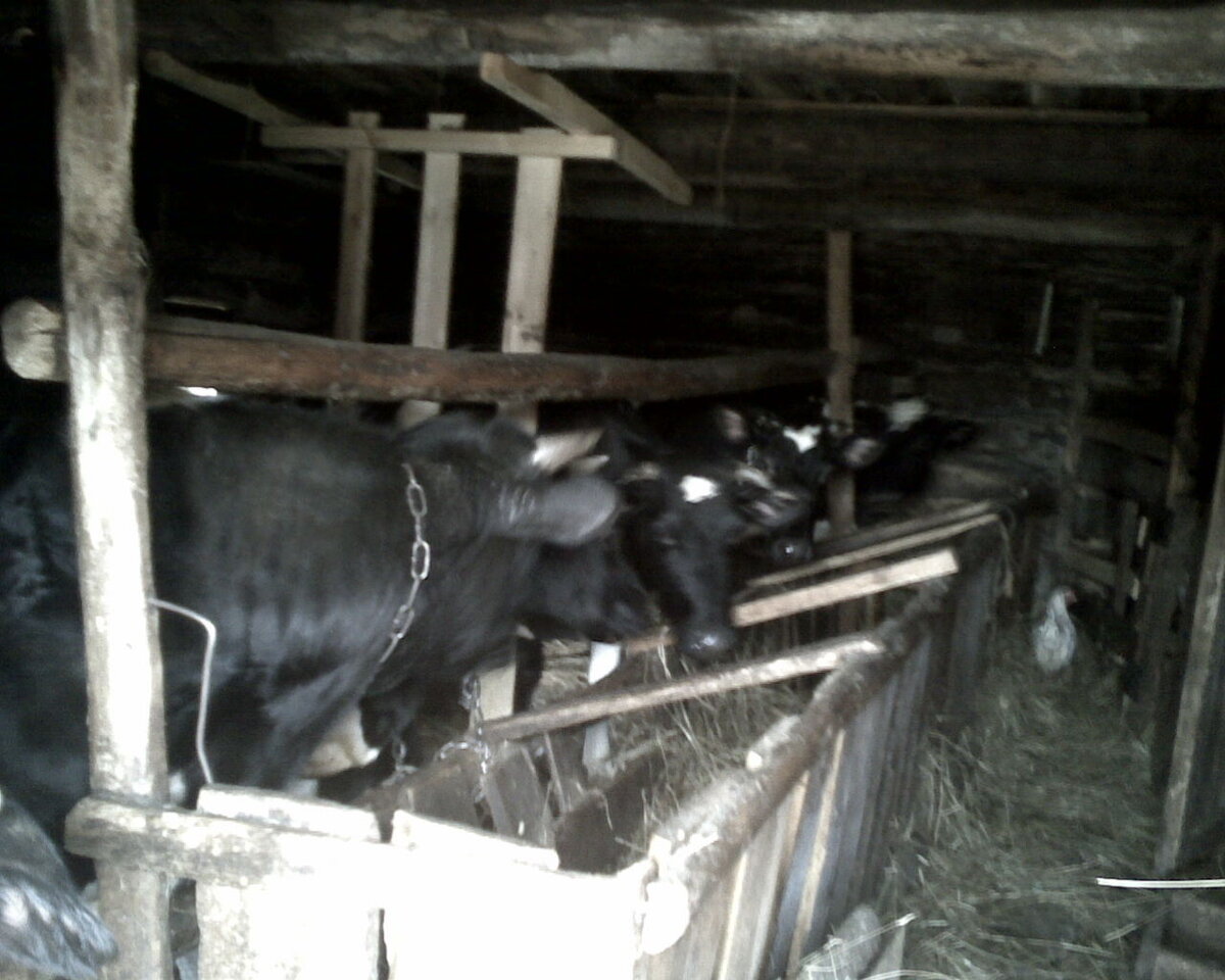 Фото не качественное, но хочу показать, 