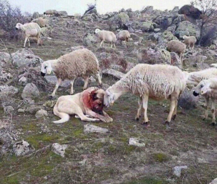 Овца благодарит собаку, за их спасение.
