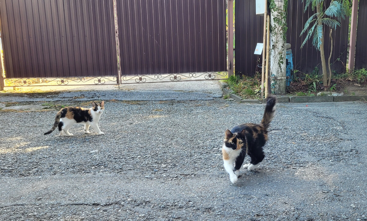 Кошечки Удача и Счастье