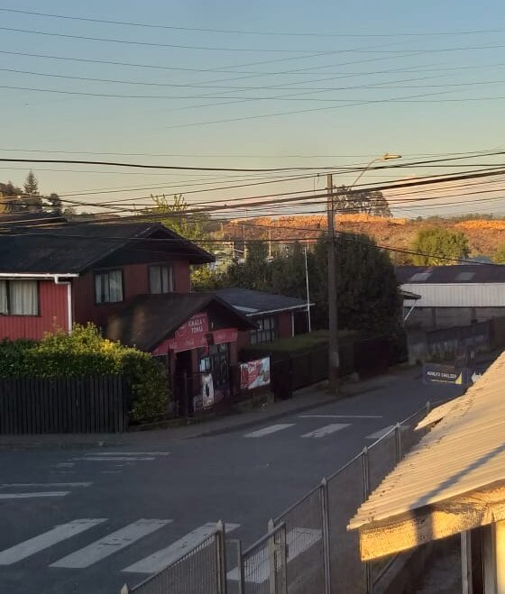 Вдали высокие деревья - это все, что осталось от эвкалиптового леса. Вид из окна дома бабушки и дедушки