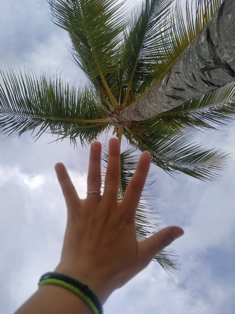    Название пальма получила по листьям, напоминающие пальцы руки, ладонь. «palm» -ладонь.