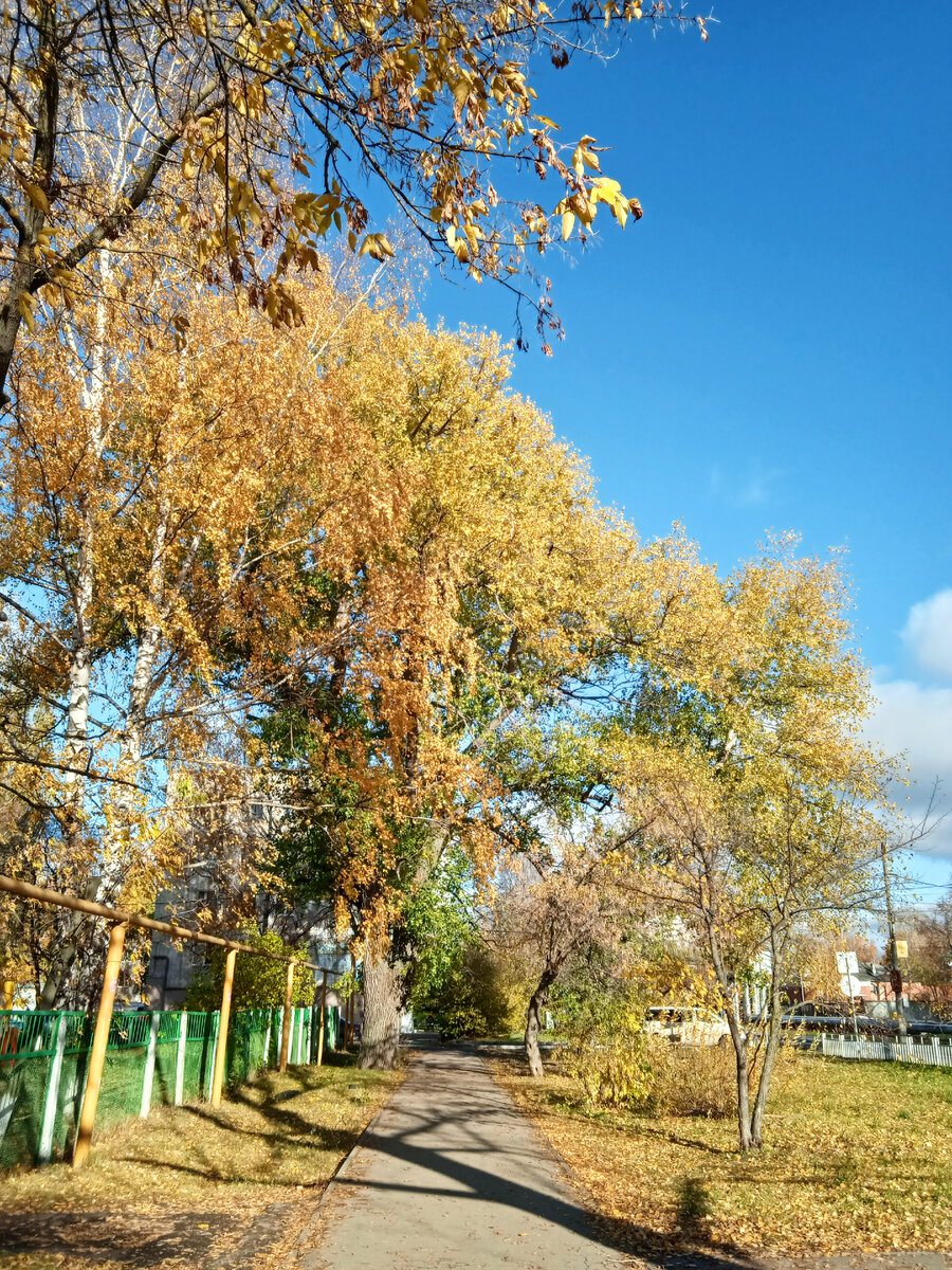 До чего красивы золотые аллеи