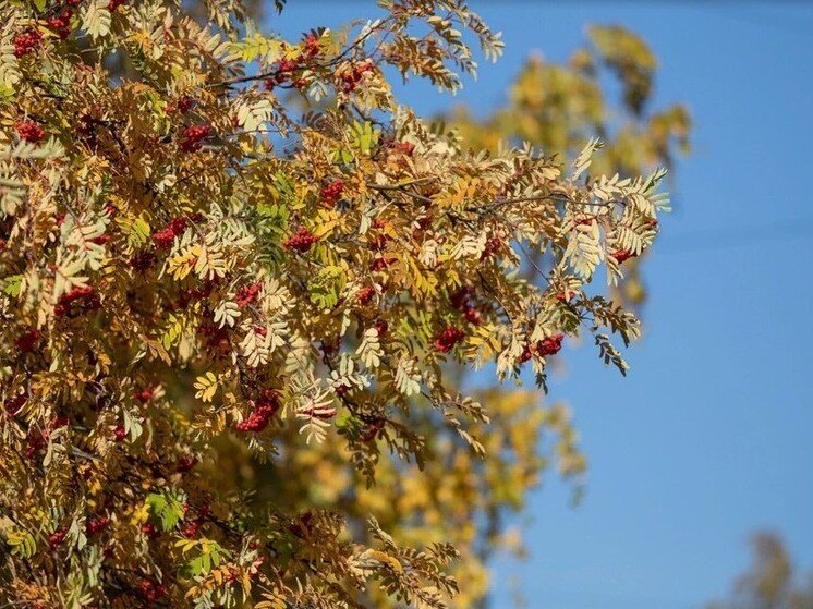     Фото из архива Псковской Ленты Новостей