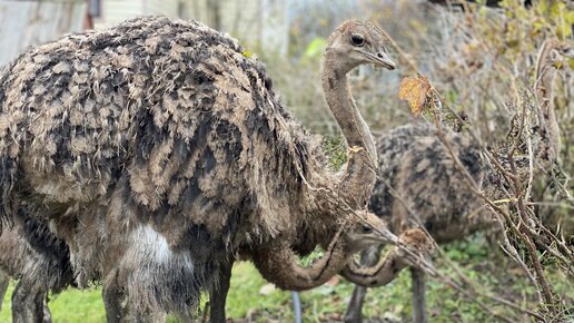 Наметилась дружба индюшки со страусами 💕 #африканскийстраус #ostrich #страусята