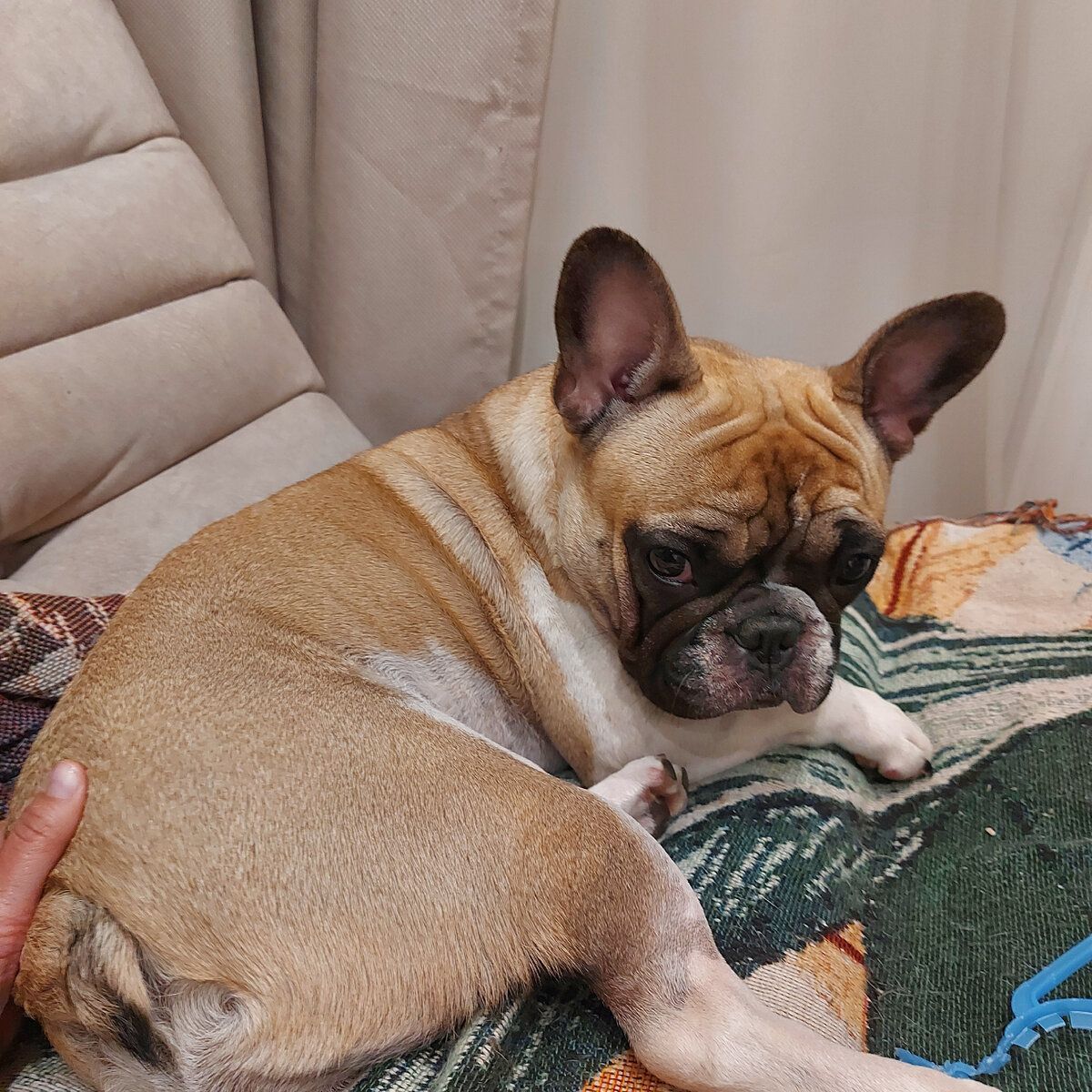 Маленькая диванная собачка