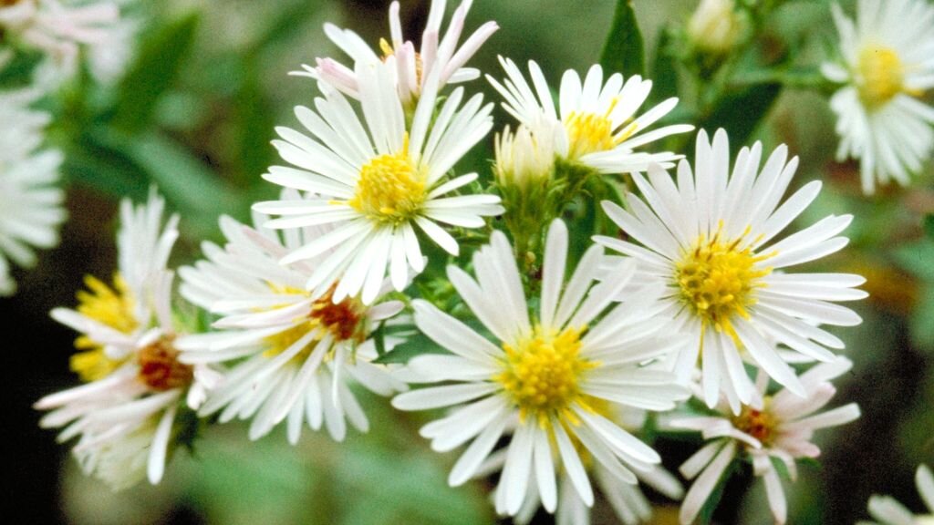 Цветок-чудо! Ароматная пена цветов по ноябрь | GardenLife | Дзен