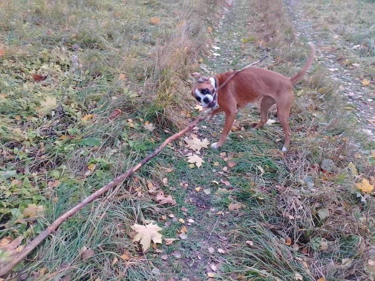 Перси тоже занимается с тяжелым весом