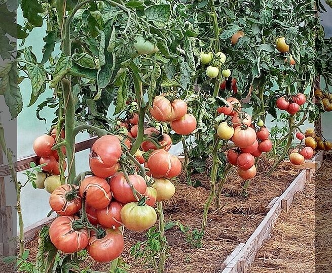 20 урожайных сортов томатов, чей вкус вне всяких похвал: стабильные томаты, которые порадуют урожаем в любую погоду