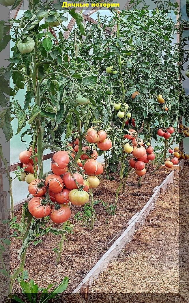 Томат. Просто помидор. Мона мор f1 томат. Помидор. Просто помидор.