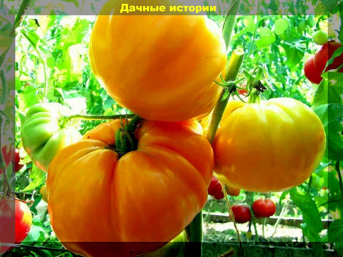 https://vk.com/photo-159774511_457262448. Томат "Оранжевый великан"