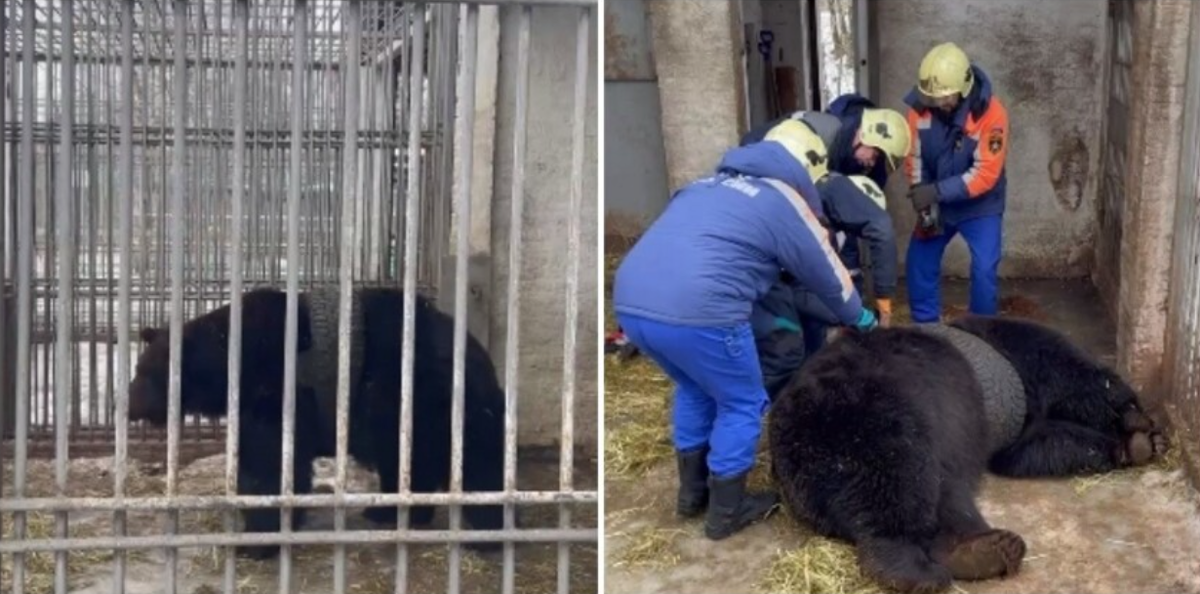 Глупая застряла. Медведи в парке Горького. Медведь в парке в Черемхово. Медведь застрял в дупле.