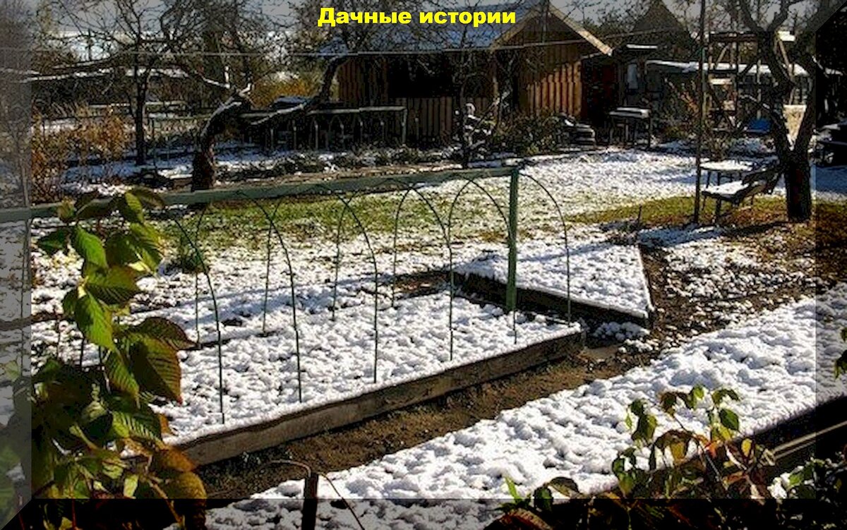 25 важных позднеосенних дачных дел, актуальных на любом участке: что до  первого снега нужно успей сделать в саду и огороде | Дачные истории | Дзен