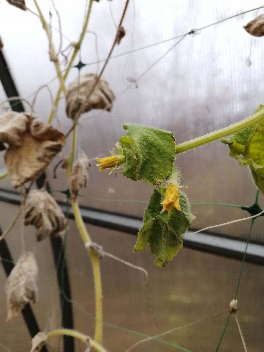 Привет от старых... огурцов!