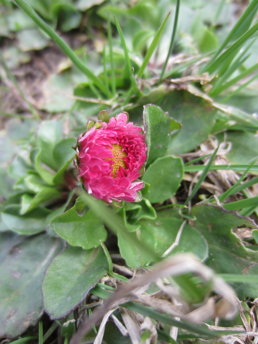 Маргаритки- прекрасные во всех отношениях растения. Они у нас сами по себе, сеятся в траве