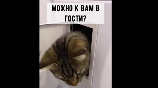 😸Весёлые котики: забавная видео-нарезка